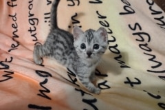 Egyptian Mau Silver female DOB  4/24/24