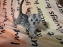 Egyptian Mau Silver female DOB  4/24/24