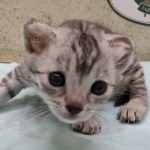Mau silver female DOB 4-24-24