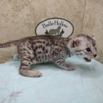 Mau silver female DOB 4-24-24