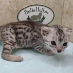 Mau silver female DOB 4-24-24