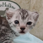 Mau silver female DOB 4-24-24