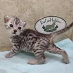 Mau silver female DOB 4-24-24