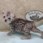 Mau silver female DOB 4-24-24