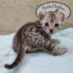 Mau silver female DOB 4-24-24