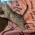 Mau silver female DOB 4-24-24