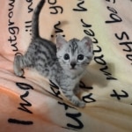 Mau silver female DOB 4-24-24