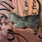 Mau silver female DOB 4-24-24