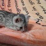 Mau silver female DOB 4-24-24