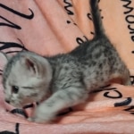 Mau silver female DOB 4-24-24