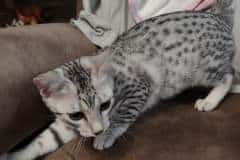 Constance Egyptian Mau silver female DOB 4-28-23