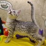Egyptian-Mau-cat
