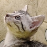 Egyptian-Mau-female
