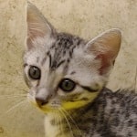Egyptian-Mau-kitten-face