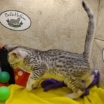 Egyptian-Mau-kitten-for-sale