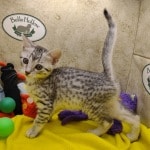 Egyptian-Mau-kittens-for-sale