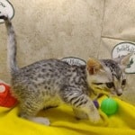 Egyptian-Mau-silver-female
