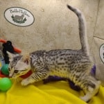 Egyptian-mau-cats
