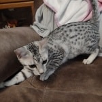 Egyptian-Mau-silver-female