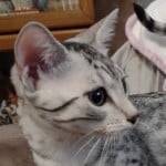 Egyptian-Mau-silver-female