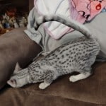 Egyptian-Mau-silver-female