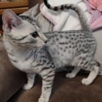Egyptian-Mau-silver-female