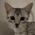 Egyptian-Mau-silver-female