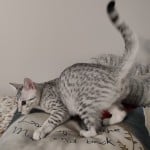 Egyptian-Mau-silver-female