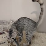 Egyptian-Mau-silver-female