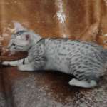 Egyptian-Mau-silver-female