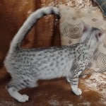 Egyptian-Mau-silver-female