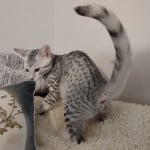 Egyptian-Mau-silver-female