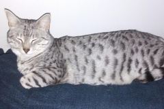 Isis Egyptian Mau Silver Female DOB 4-4-14