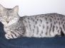 Isis Egyptian Mau Silver Female DOB 4-4-14