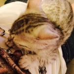 Isis asleep