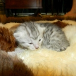 Mau Silver Female DOB 4-4-14 001-800