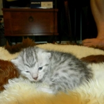 Mau Silver Female DOB 4-4-14 004-800