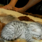 Mau Silver Female DOB 4-4-14 007-800