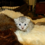 Mau Silver Female DOB 4-4-14 008-800