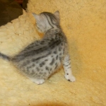 Mau Silver Female DOB 4-4-14 020-800