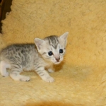 Mau Silver Female DOB 4-4-14 021-800