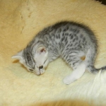 Mau Silver Female DOB 4-4-14 022-800