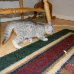 Mau Silver Female DOB 4-4-14 024-800