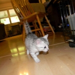 Mau Silver Female DOB 4-4-14 026-800