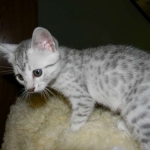 Mau Silver Female DOB 4-4-14 028-800