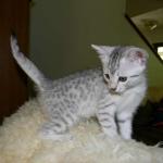 Mau Silver Female DOB 4-4-14 029-800