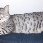 Isis, Mau Silver Female DOB 4-4-14 028-800