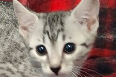 Egyptian Mau Silver Female DOB 5-11-21