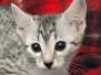 Egyptian Mau Silver Female DOB 5-11-21