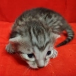 Egyptian Mau, Silver, Female DOB 5-11-21